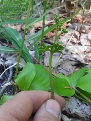 Botrychium alaskense