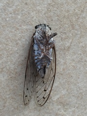 Cicada cretensis