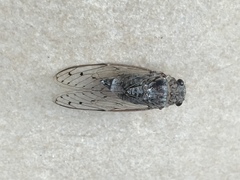Cicada cretensis