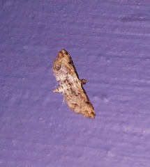 Sufetula