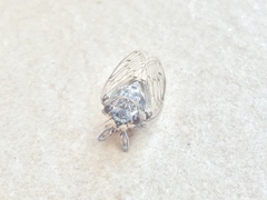 Cicada cretensis