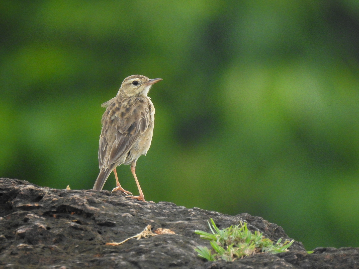 Paddyfield Pipit