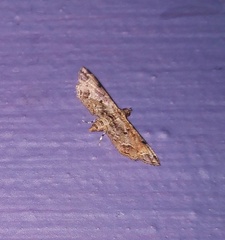 Sufetula