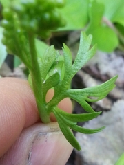 Botrychium alaskense