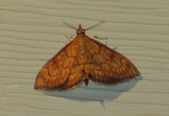 Ecpyrrhorrhoe rubiginalis