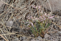 Euphorbia radians