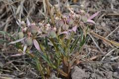 Euphorbia radians