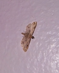 Sufetula