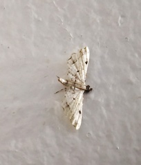 Sufetula