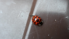 Harmonia axyridis