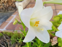 Lilium candidum