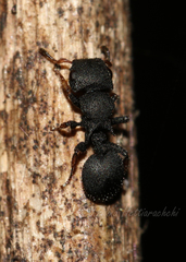 Cataulacus taprobanae