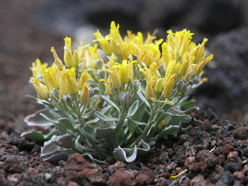 Newberry's twinpod (Physaria newberryi var. newberryi)