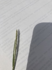 Muhlenbergia wrightii