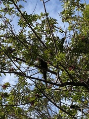 Psittacara mitratus