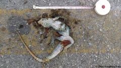 Ctenosaura similis similis