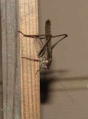 Platycleis intermedia