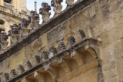 Columba livia domestica