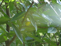 Phylloscopus xanthoschistos