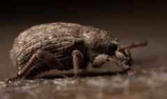 Romualdius scaber