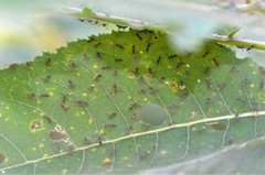 Diasemopsis aethiopica