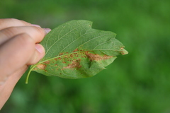 Phyllosticta negundinis