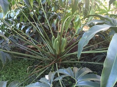 Thaumatophyllum spruceanum