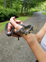 Lampropeltis nigra