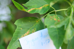 Phyllosticta negundinis