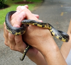 Lampropeltis nigra