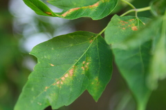 Phyllosticta negundinis