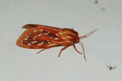 Lophocampa roseata