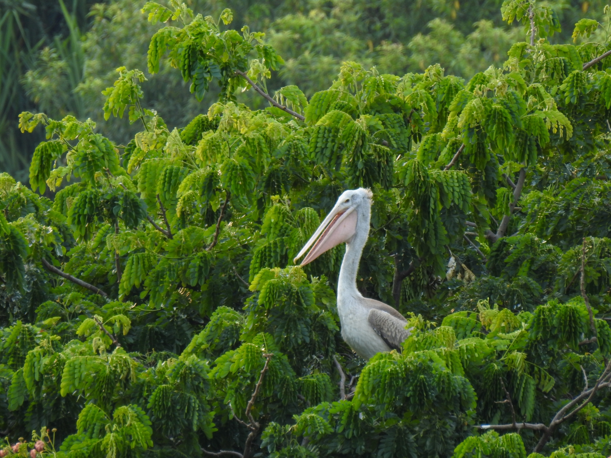 Spot-billed Pelican