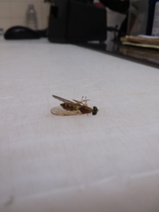 Ptecticus trivittatus