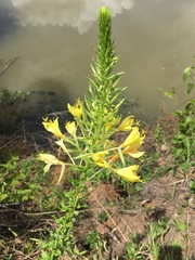 Oenothera rhombipetala