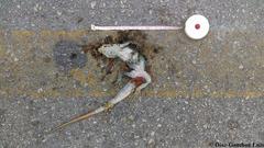 Ctenosaura similis similis