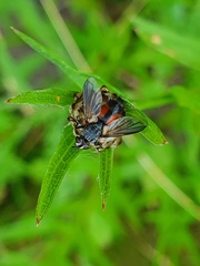 Eriothrix rufomaculata