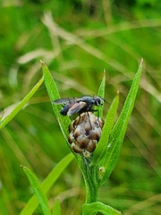 Eriothrix rufomaculata