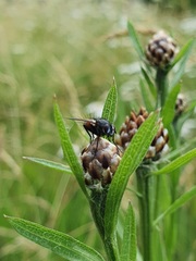 Eriothrix rufomaculata