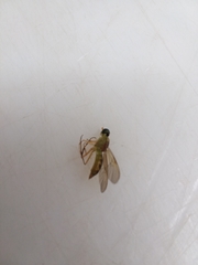 Ptecticus trivittatus