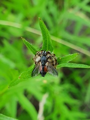 Eriothrix rufomaculata