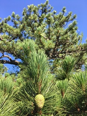 Pinus pungens