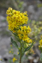 Solidago virgaurea taurica