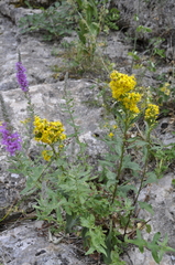 Solidago virgaurea taurica