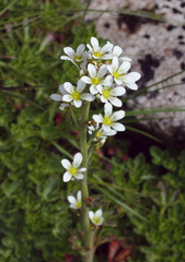 Saxifraga aquatica