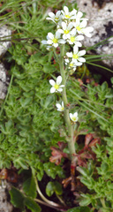 Saxifraga aquatica
