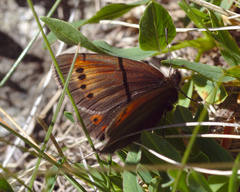Erebia epiphron