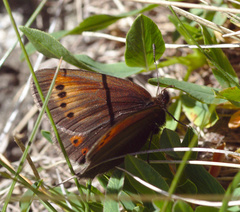 Erebia epiphron