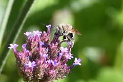 Svastra obliqua expurgata