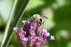 Svastra obliqua expurgata